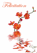 F&eacute;licitations d&eacute;licates avec des orchid&eacute;es